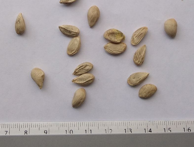 Понцирус лимон семена (20 шт) трифолиат (Poncirus trifoliata) японский апельсин дикий морозостойкий RS-00312 фото