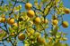 Понцирус лимон семена (20 шт) трифолиат (Poncirus trifoliata) японский апельсин дикий морозостойкий RS-00312 фото 2