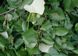 Липа срібляста насіння (10 шт) пухнаста повстяна угорська (Tilia tomentosa) медонос RS-01299 фото 3