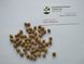 Липа срібляста насіння (10 шт) пухнаста повстяна угорська (Tilia tomentosa) медонос RS-01299 фото 4