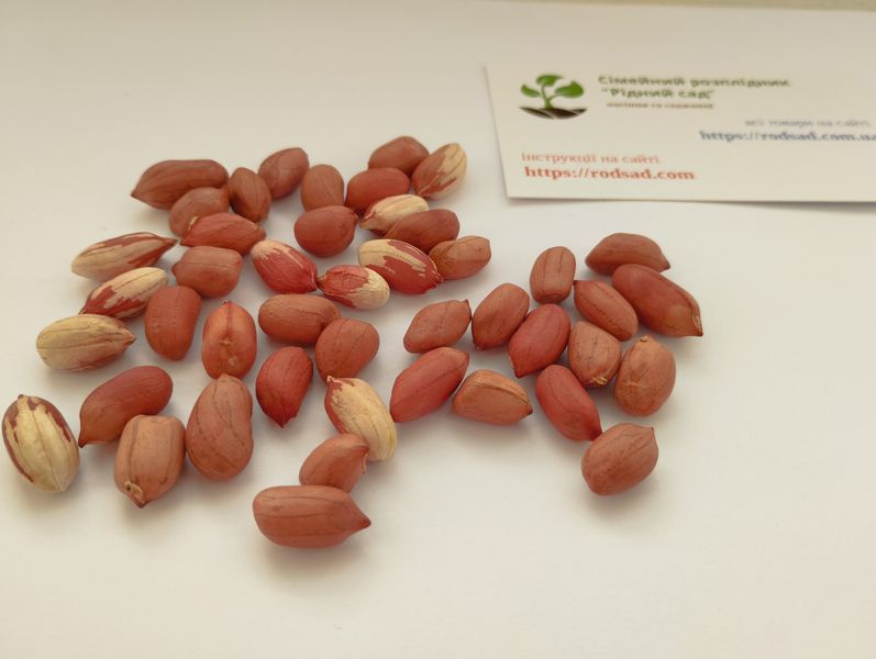Арахіс сорт Веселка насіння (20 шт) земляний горіх для посадки RS-01005 фото