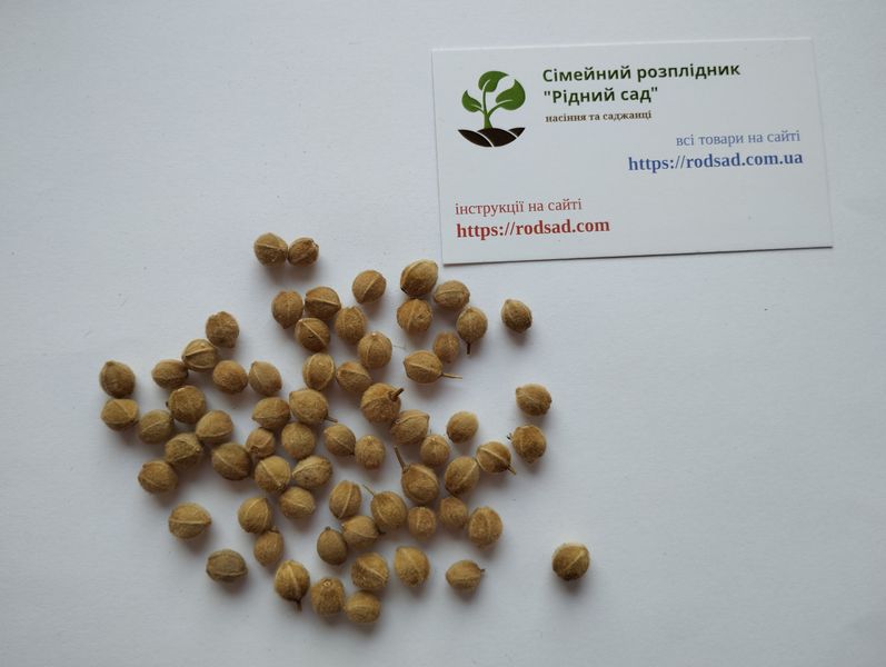 Липа серебристая семена (10 шт) пушистая войлочная венгерская (Tilia tomentosa) медонос RS-01299 фото