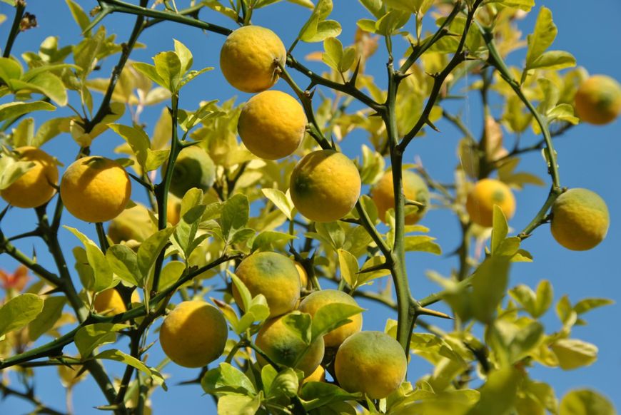 Понцирус лимон насіння (20 шт) трифоліат (Poncirus trifoliata) японський апельсин дикий морозостійкий RS-00312 фото