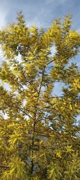 Мімоза Акація срібляста насіння (20 шт) (Acacia dealbata) жовта декоративна RS-02148 фото