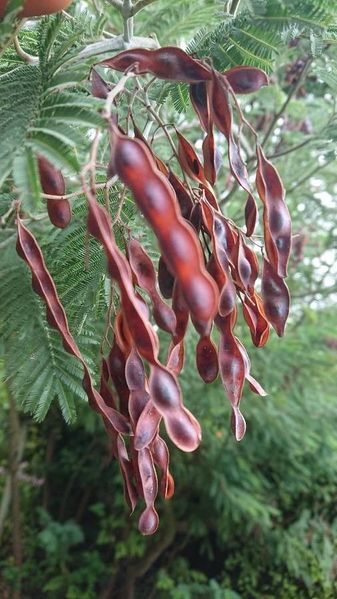 Мімоза Акація срібляста насіння (20 шт) (Acacia dealbata) жовта декоративна RS-02148 фото