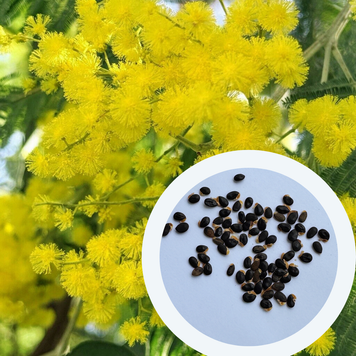 Мімоза Акація срібляста насіння (20 шт) (Acacia dealbata) жовта декоративна RS-02148 фото