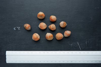 Ліщина деревовидна насіння (20 шт) турецький фундук ведмежий горіх (Corylus colurna) підщепа для саджанців фундука RS-00089 фото