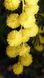 Мімоза Акація срібляста насіння (20 шт) (Acacia dealbata) жовта декоративна RS-02148 фото 7