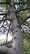 Сосна Арманда семена (10 шт) кедровая сосна Армана (Pinus armandii) белая китайская RS-02029 фото 4