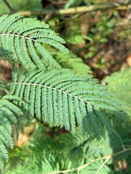 Мімоза Акація срібляста насіння (20 шт) (Acacia dealbata) жовта декоративна RS-02148 фото