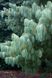 Сосна Арманда семена (10 шт) кедровая сосна Армана (Pinus armandii) белая китайская RS-02029 фото 9