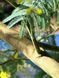 Мімоза Акація срібляста насіння (20 шт) (Acacia dealbata) жовта декоративна RS-02148 фото 4