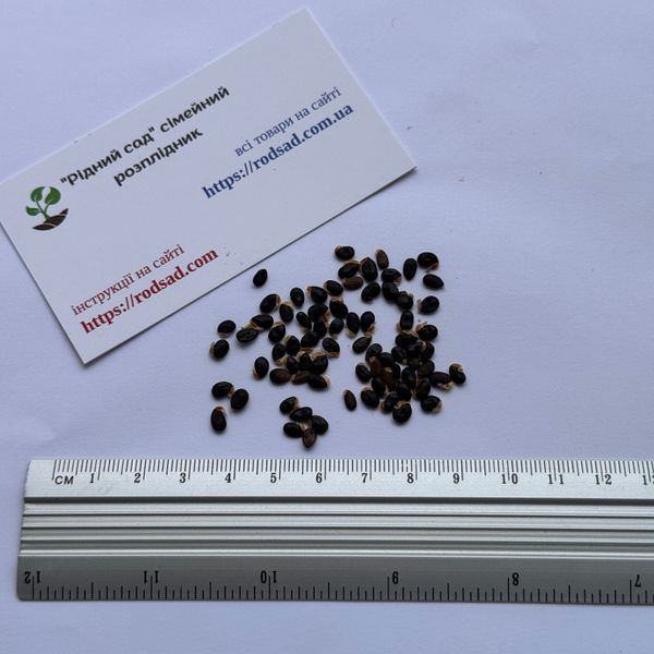 Мімоза Акація срібляста насіння (20 шт) (Acacia dealbata) жовта декоративна RS-02148 фото