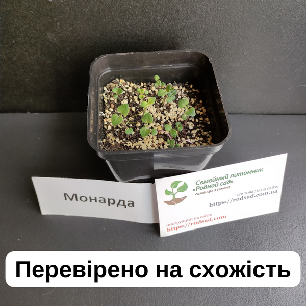 Монарда двійчаста насіння 0,05 гр (прибл. 100 шт) бергамот (Monarda didyma) багаторічна м'ята бергамот червона рута морозостійка RS-00203 фото