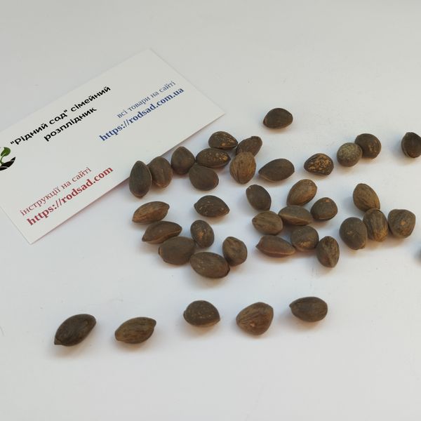 Сосна Арманда семена (10 шт) кедровая сосна Армана (Pinus armandii) белая китайская RS-02029 фото