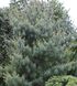 Сосна Арманда семена (10 шт) кедровая сосна Армана (Pinus armandii) белая китайская RS-02029 фото 11