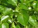 Липа крымская семена (10 шт) кавказская (Tilia × euchlora K. Koch) медонос RS-01300 фото 2
