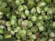 Ліщина деревовидна насіння (20 шт) турецький фундук ведмежий горіх (Corylus colurna) підщепа для саджанців фундука RS-00089 фото 2