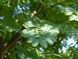Мімоза Акація срібляста насіння (20 шт) (Acacia dealbata) жовта декоративна RS-02148 фото 9
