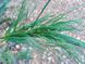 Сосна Арманда семена (10 шт) кедровая сосна Армана (Pinus armandii) белая китайская RS-02029 фото 3