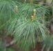Сосна Арманда семена (10 шт) кедровая сосна Армана (Pinus armandii) белая китайская RS-02029 фото 5