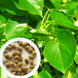 Липа кримська насіння (10 шт) кавказська (Tilia × euchlora K. Koch) медонос RS-01300 фото 1