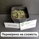 Монарда двійчаста насіння 0,05 гр (прибл. 100 шт) бергамот (Monarda didyma) багаторічна м'ята бергамот червона рута морозостійка RS-00203 фото 4