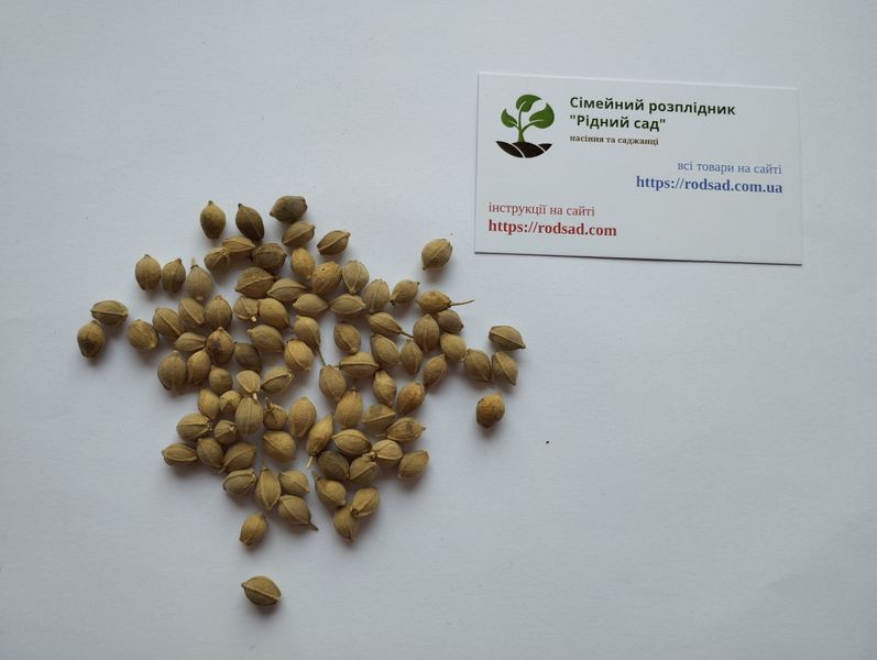 Липа крымская семена (10 шт) кавказская (Tilia × euchlora K. Koch) медонос RS-01300 фото