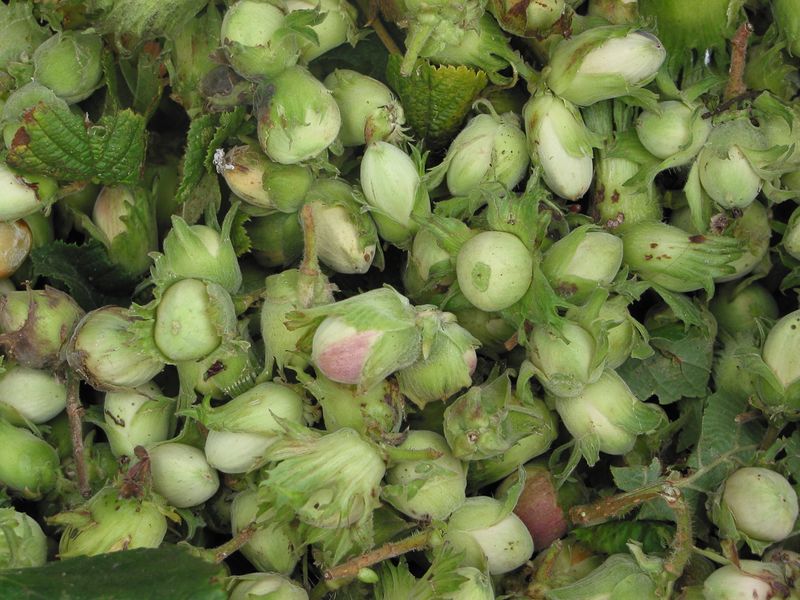 Ліщина деревовидна насіння (20 шт) турецький фундук ведмежий горіх (Corylus colurna) підщепа для саджанців фундука RS-00089 фото