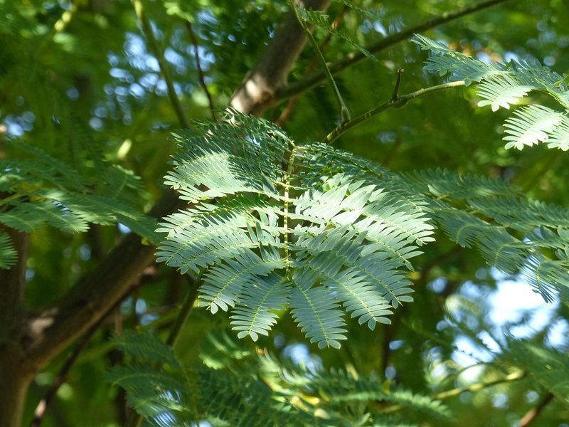 Мімоза Акація срібляста насіння (20 шт) (Acacia dealbata) жовта декоративна RS-02148 фото