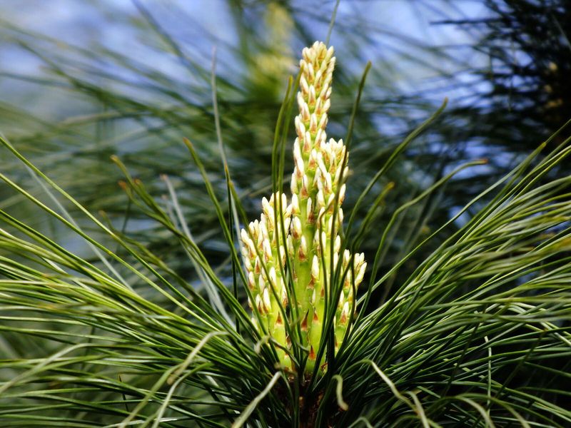 Сосна Арманда семена (10 шт) кедровая сосна Армана (Pinus armandii) белая китайская RS-02029 фото