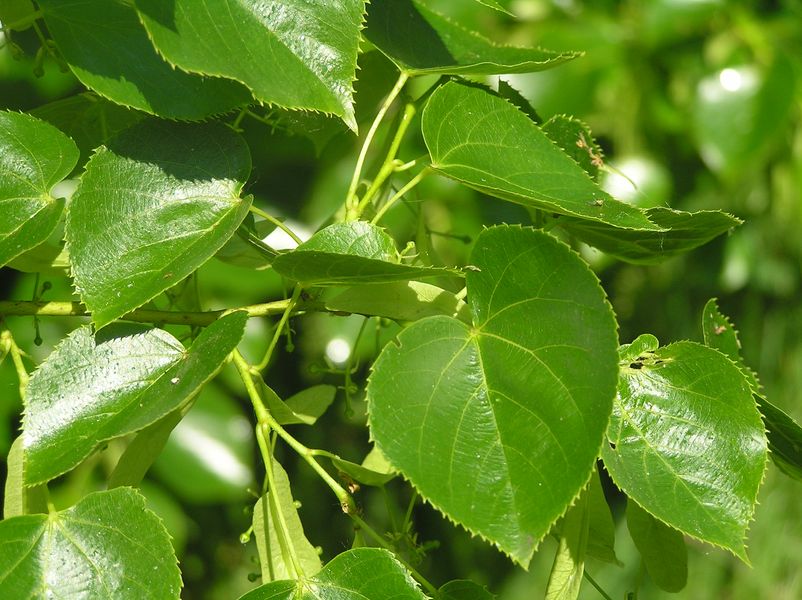 Липа кримська насіння (10 шт) кавказська (Tilia × euchlora K. Koch) медонос RS-01300 фото