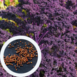 Капуста кейл насіння 0,5 грами (прибл. 150 штук) фіолетова листова кудрява кале ґрюнколь браунколь