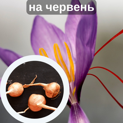 Шафран посівний цибулини 1 кг шафрановий крокус осінній насіння (Crocus sativus) для спеції морозостійкий RS-00617 фото