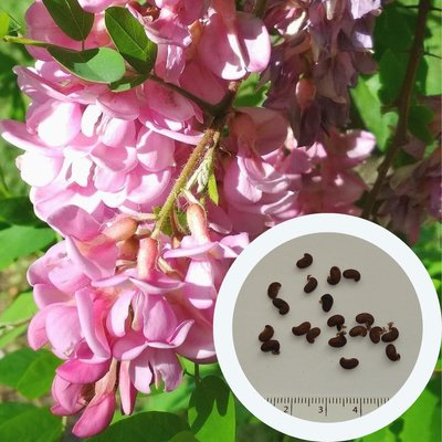 Акация розовая семена (10 шт) робиния щетинистоволосая (Robinia viscosa) RS-00228 фото