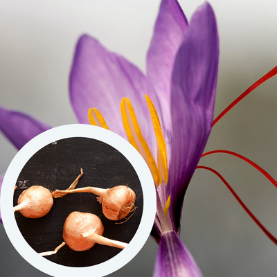 Шафран посівний цибулини 1 кг шафрановий крокус осінній насіння (Crocus sativus) для спеції морозостійкий RS-00617 фото