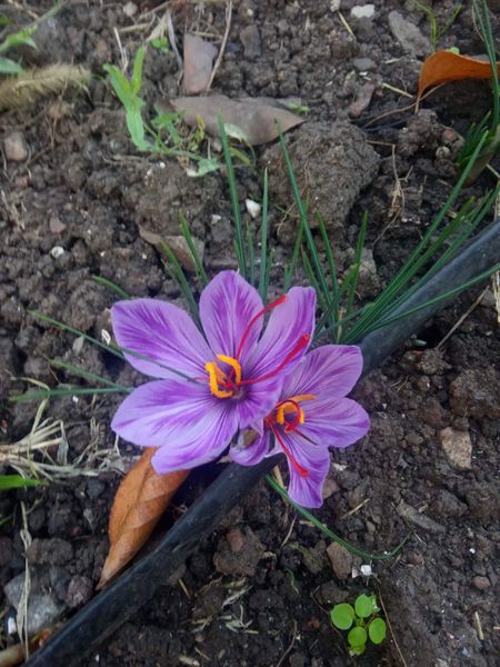 Шафран посевной луковицы 1 кг шафрановый крокус осенний семена (Crocus sativus) для специи морозостойкий RS-00617 фото