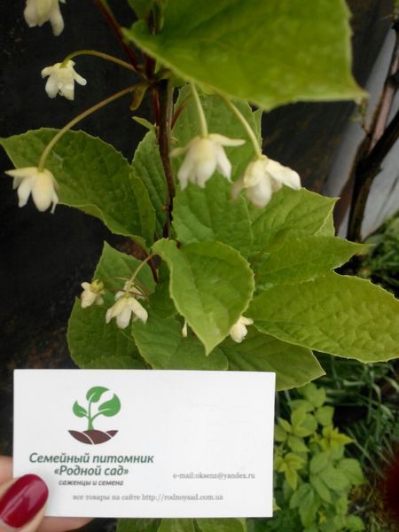 Лимонник китайський насіння (10 шт) (Schizandra chinensis) морозостійкий RS-00005 фото