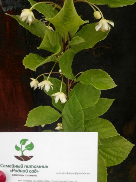 Лимонник китайський насіння (10 шт) (Schizandra chinensis) морозостійкий RS-00005 фото