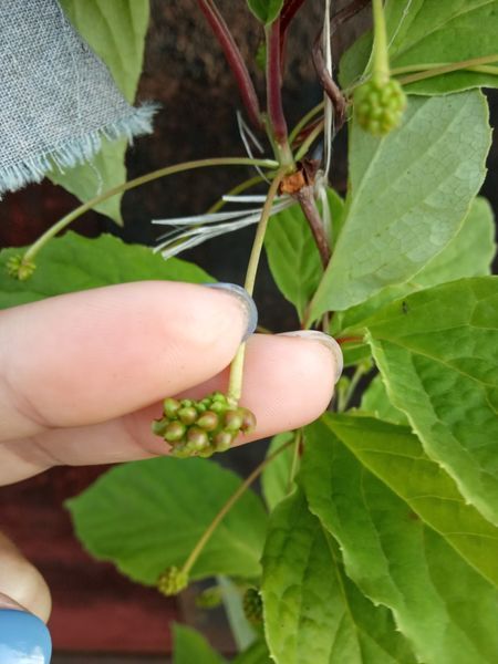 Лимонник китайський насіння (10 шт) (Schizandra chinensis) морозостійкий RS-00005 фото