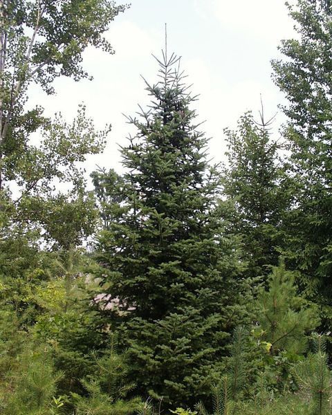 Пихта бальзамическая семена (20 шт) (Abies balsamea) RS-02149 фото