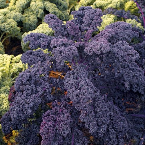 Капуста кейл семена 0,5 грама (около 150 штук) фиолетовая листовая кудрявая кале грюнколь браунколь RS-01302 фото