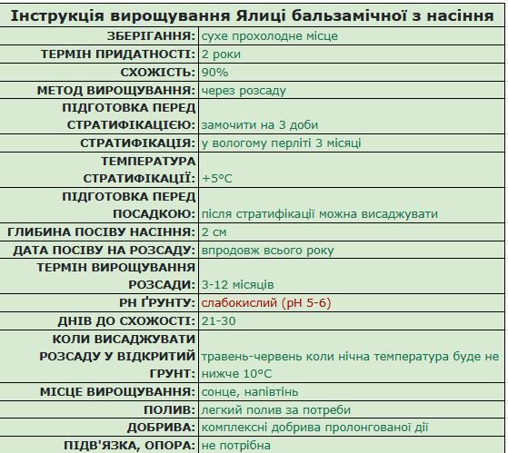 Пихта бальзамическая семена (20 шт) (Abies balsamea) RS-02149 фото