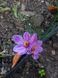 Шафран посівний цибулини 1 кг шафрановий крокус осінній насіння (Crocus sativus) для спеції морозостійкий RS-00617 фото 2