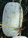 Бенинказа восковая тыква семена (10 шт) китайская зимняя дыня (Benincasa hispida) RS-02062 фото 3