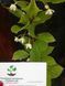 Лимонник китайський насіння (10 шт) (Schizandra chinensis) морозостійкий RS-00005 фото 4