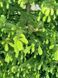 Пихта бальзамическая семена (20 шт) (Abies balsamea) RS-02149 фото 10