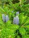 Пихта бальзамическая семена (20 шт) (Abies balsamea) RS-02149 фото 4