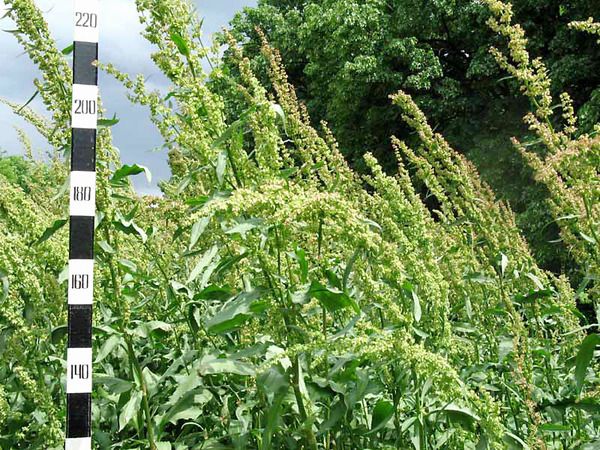 Шпинат Утеуша щавнат семена 0,5 гр. (около 100 шт) RS-00090 фото