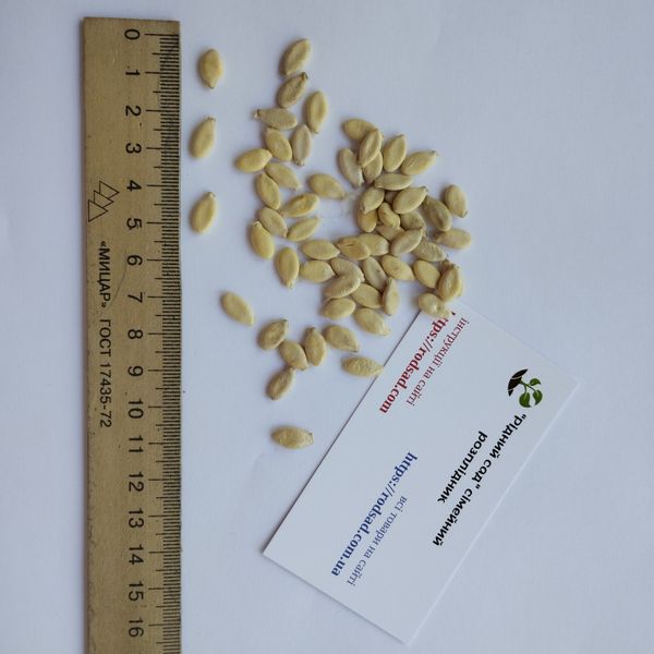 Бенинказа восковая тыква семена (10 шт) китайская зимняя дыня (Benincasa hispida) RS-02062 фото